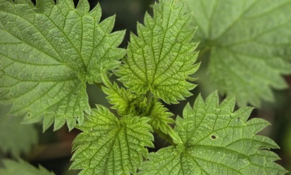 Detailed macro shot of green stinging nettle leaves with spiky edges.